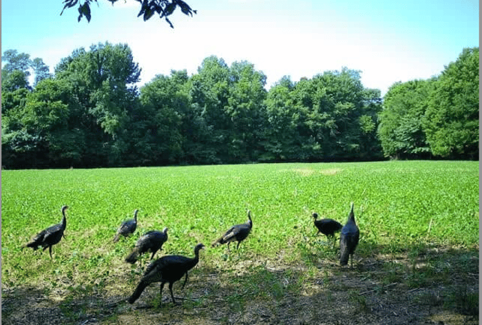 Carlisle County, KY image